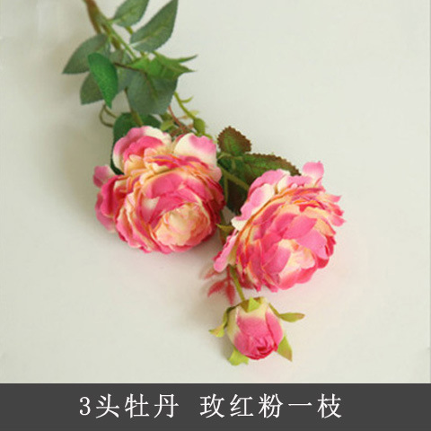 Rosa