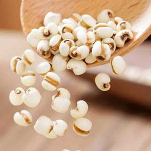 Sementes de Coix Não-OGM Adlay Millet para Processamento de Alimentos Indústria de Bebidas - Product Image 6