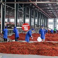Machine de séchage industrielle à bande transporteuse pour la transformation alimentaire, en acier inoxydable, à économie d'énergie, pour le séchage des épices et des légumes