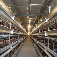 Solution clé en main de haute performance pour l'élevage avicole, planification complète de la construction pour les fermes de poulets à grande échelle