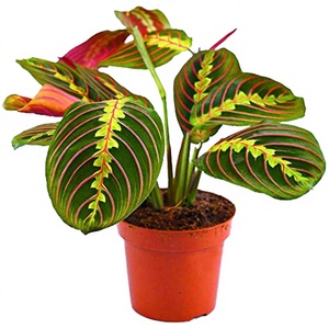 6 bulbi di Caladium Crimson Sky, <span class=keywords><strong>piante</strong></span> ornamentali <span class=keywords><strong>perenni</strong></span> a forma di orecchio d'elefante per giardini ombrosi esterni e fioriere, fogliame tropicale audace - Product Image 2