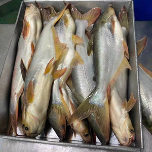 Pangasius congelado de alta calidad, pescado entero de Vietnam, Malasia, exportado de China, cumple con altos estándares - Product Image 1