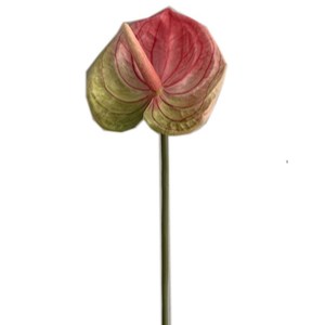 Planta de Anthurium de flor <span class=keywords><strong>verde</strong></span> blanca grande de plástico de tacto Real Artificial de alta calidad para centro de mesa decoración de boda - Product Image 5
