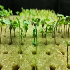 Cubes de laine de roche, culture de supports de Propagation, coupes de graines hydroponiques - Product Image 5