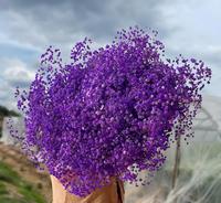 Groothandel Gedroogde Gypsophila Bloemboeket Meerdere Kleuren Gedroogde Bloemen Kerst Valentijn Pasen Cadeau Huis Bruiloft Decoratie