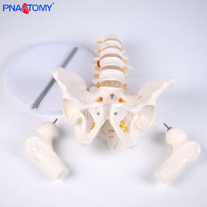 • الفقرات القطنية البشرية من خمسة أقسام مع عظم الحوض والعصب الفقري نموذج الهيكل العظمي لأمراض النساء والتوليد وجراحة العظام - Product Image 5