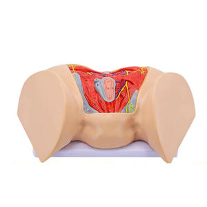 نموذج عضلات العجان المتقدمة للإناث والأعصاب والأوعية ، نموذج العجان - Product Image 3