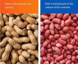 เครื่องกะเทาะเปลือกถั่วลิสงอุตสาหกรรม เครื่องกะเทาะเปลือกถั่วลิสงเชิงพาณิชย์ ลดความเสียหายต่อกากเมล็ด เครื่องกะเทาะเปลือกถั่วลิสงอัตโนมัติ - Product Image 6