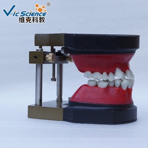 Modello di Dentatura Typodont per Pratica Odontoiatrica, Modello di Simulazione Ortodontica per Formazione in Cura Dentale - Product Image 2