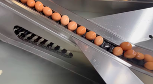 Limpiador Automático de Huevos de Pato y Gallina, Lavadora Automática de Huevos, Línea de Máquinas de Limpieza de Huevos - Product Image 3