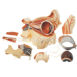 Modèle d'œil ; modèle agrandi de l'œil et de l'orbite ; modèle de formation en ophtalmologie ; modèle de structure oculaire ; muscles oculaires. - Product Image 3