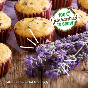 <span class=keywords><strong>Maceta</strong></span> <span class=keywords><strong>grande</strong></span> con raíces traseras recubiertas de <span class=keywords><strong>lavanda</strong></span> para interior/exterior, Kit de macetas para el hogar, suelo, escritorio, cocina, decoración, jardinería - Product Image 5