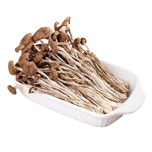 <span class=keywords><strong>Champignons</strong></span> d'Arbre à Thé Séchés Sans Racines de Qualité Supérieure - Agrocybe Aegerita à Capuchon Fermé Sans Racines - Product Image 1