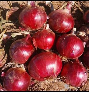 <strong>China</strong> Premium a Grade Fresh Red <strong>Onions</strong> | 50kg Bulk for Cooking | Affordable Wholesale Price - Product Image 5