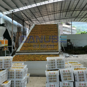 Séchoir à bande maillée de pointe pour prunes vertes – Équipement de déshydratation de prunes vertes - Product Image 3