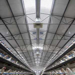 โรงเรือนโครงสร้างเหล็กสำหรับเลี้ยงวัว/ไก่/แกะ แบบโมเดิร์น พร้อมคานรูปตัว H - Product Image 6