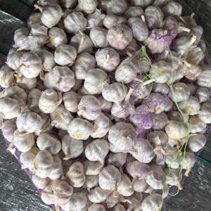 ताजा सब्जियों में लहसुन 10 किलोग्राम का बोरी, 20 किलोग्राम कार्टन का विश्व बाजार में निर्यात - Product Image 5