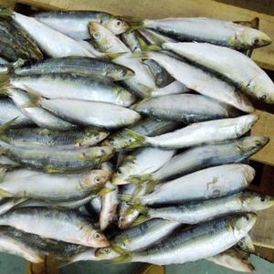 Sardinas Frescas Congeladas en Oferta, Producto de Pescado de Primera Calidad - Product Image 3