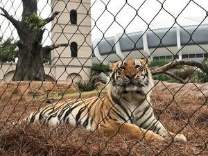 Filet de protection en acier inoxydable 304/316 pour <span class=keywords><strong>zoo</strong></span>/balcon, empêchant les fuites et les chutes - Product Image 3