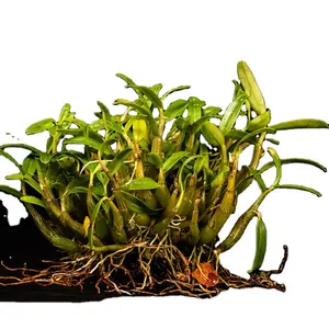Les pousses fraîches de Dendrobium officinale extraient des matières premières pour le traitement de la peau et les produits de soins de la peau