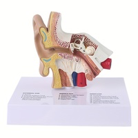 Modèle d'anatomie de l'oreille humaine, structure de l'oreille grandeur nature, outil pédagogique avec étiquettes en anglais pour l'apprentissage et l'enseignement auditif