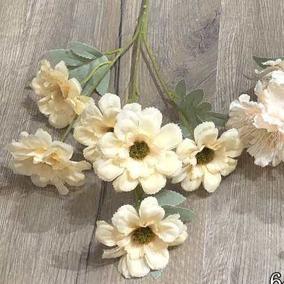 6 cuckoo peony champagne