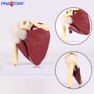 PVC Nhựa vai Mô Hình Doanh dây chằng cơ xương cấu trúc bao gồm xương đòn humerus scapula Vai cấu trúc - Product Image 2