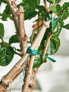 Attache torsadée pour plantes de jardin de 328 pieds avec coupe-fil intégré pour <span class=keywords><strong>le</strong></span> jardinage, la maison et l'organisation du bureau - Product Image 5