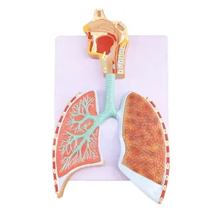 Sistema respiratório do plástico 3d pulmão do sistema respiratório do plástico com modelo de larynx com alveolus ampliado