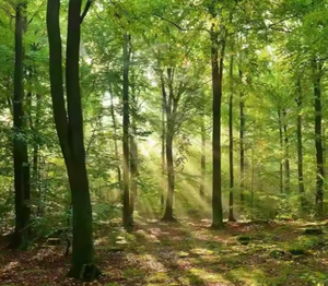 Papier peint personnalisé 3D Forêt Tropicale Haute <span class=keywords><strong>D</strong></span>éfinition Forêt Espace Expansion Horizons Salon Chambre Fond Mural - Product Image 3