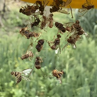 Vluchtige fruitvlieg lokmiddel voor monitoring, 2 ml/stuk, insecticidevrij insectengeur in de landbouw