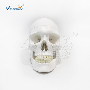 Modelo de cráneo humano VIC0157 con distribución vascular intracraniana natural, specimen de cráneo digitalmente etiquetado - Product Image 1