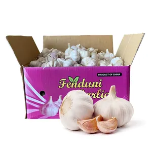 High Quality Garlic Export From Farm to Your Business