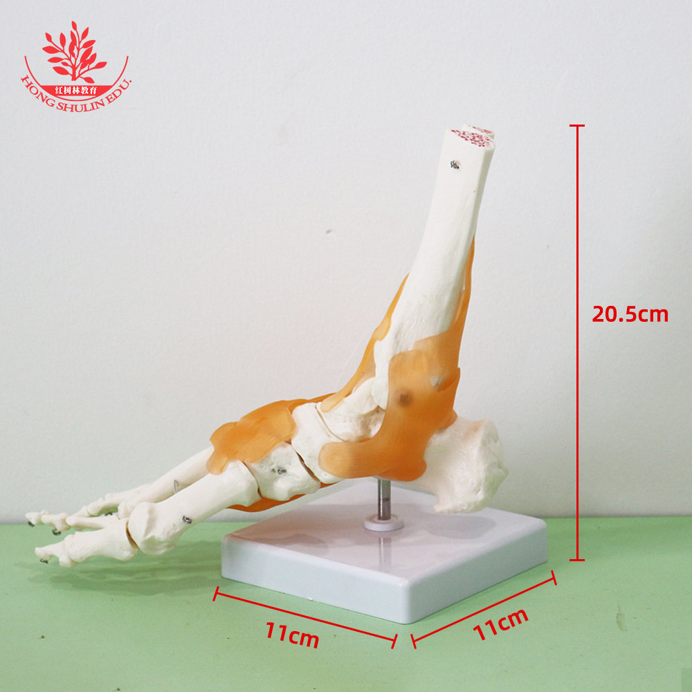 foot joint