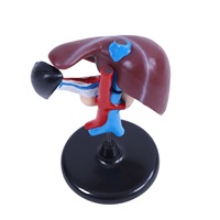 Modèles anatomiques médicaux en PVC haute définition pour l'étude des organes humains Foie Duodenum & Pancréas Durables 19x17x12cm