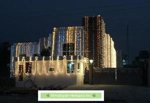 Massage à l'huile de gingembre de marque privée en gros 100% huile de gingembre naturelle pure pour la croissance des cheveux - Product Image 4