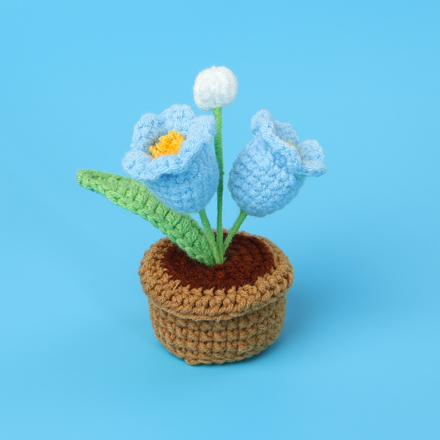 Planta de interior campanilla azul