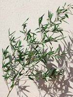 Bambou éternel vraies branches feuilles Style Zen chinois Arrangement de fleurs séchées pour l'aménagement paysager salon de thé boutique décoration naturelle