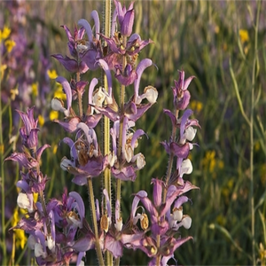 GMP, стандарт высокого качества, Экстракт Salvia Sclarel, пищевой Sclareol, растворитель, экстрагированный в барабанной упаковке, Халяль, сертифицированный - Product Image 5