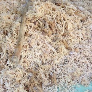 Cottonii Seaweed Export Vietnam Algas secas para la producción de agar Proveedor Raw Cottonii Algae Venta al por mayor OEM Supply - Product Image 1
