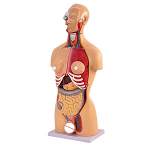 Modello Anatomico di Torso Umano con Organi Staccabili, Avanzato in PVC, 85cm, Durevole per Dimostrazioni Anatomiche nelle Scuole di Medicina - Product Image 4