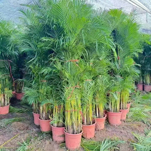 Palmeras Ornamentales Dypsis <span class=keywords><strong>Lutescens</strong></span> Naturales de Primera Calidad Directo de Fábrica, Bonsái de Areca para Decoración de Interiores, Dypsis <span class=keywords><strong>Lutescens</strong></span> - Product Image 2