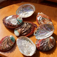 15 coquilles d'ormeau grandes de 2''-3'' en gros, couleur sauge, coquilles d'ormeau brûlées