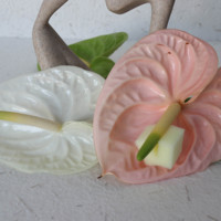 Bunga Potong Segar Berkualitas Tinggi Bunga Asli Alami Anthurium Tata Letak Dekorasi Pernikahan Buket Valentine Aksen Florist Grosir