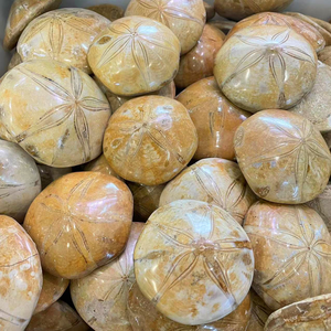 Fabrieksprijs Mineraal Specimen Zeeschelpen Zeesterren Fossiele Natuurlijke Kristallen Zeesterren Fossiel Te Koop - Product Image 2