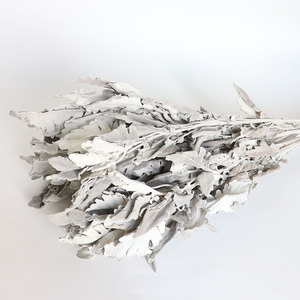 Commercio all'ingrosso essiccato Senecio Cineraria <span class=keywords><strong>foglie</strong></span> <span class=keywords><strong>d</strong></span>'<span class=keywords><strong>argento</strong></span> 30-40cm tecnica a secco naturale Bouquet di fiori - Product Image 3