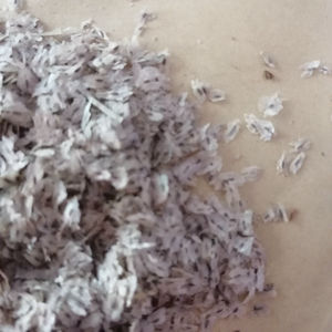 Paulownia <span class=keywords><strong>hybride</strong></span> de haute qualité, nouvelle récolte, variété 9501, espèces à vendre - Product Image 6