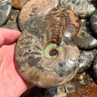 Vente en gros de paires d'Ammonites polies Cleoniceras, spécimens de cristal naturel de Madagascar pour la décoration intérieure