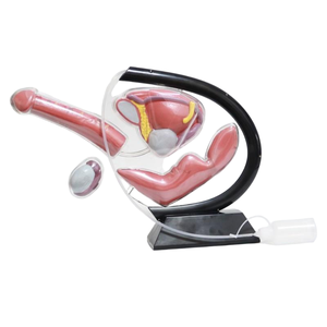 Masculino Anatomia Genitourinária Formação Modelo com Cateterismo Equipamento Educacional - Product Image 2