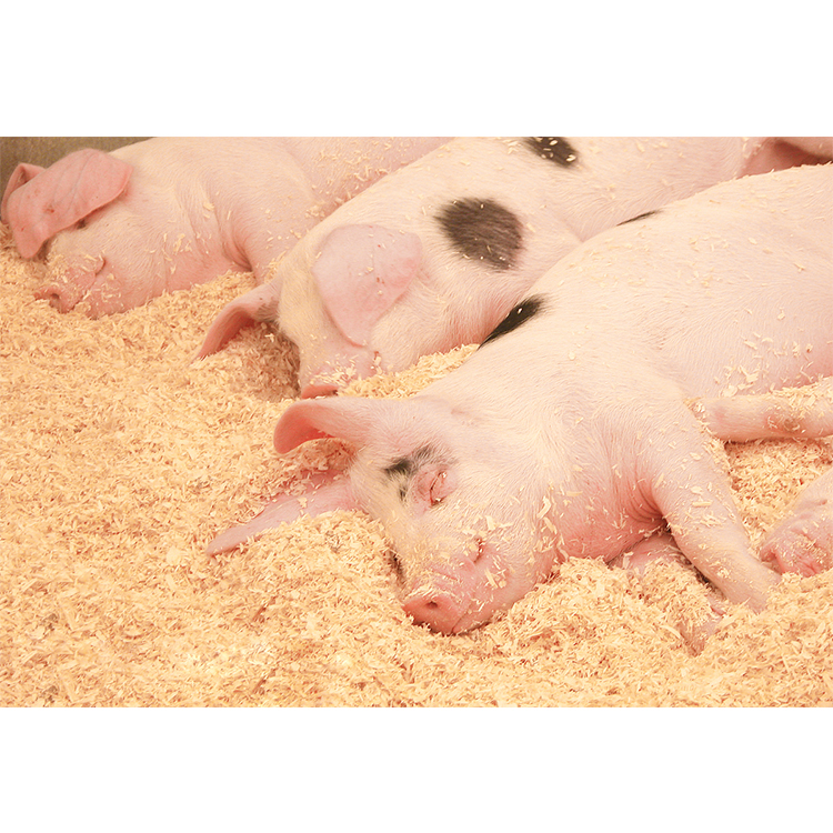 Sustar Animal Spuren mineralien Elemente Hersteller Feed Grade Trace Elements Premix für Mastschwein